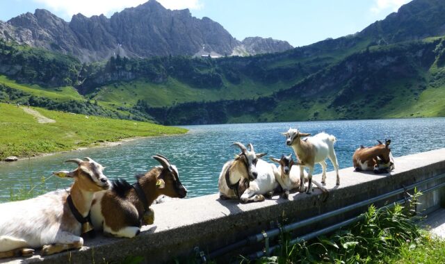 tyrol, tannheimertal, laughing tip, traualpsee, landsbergerhütte, goats, tyrol, tyrol, tyrol, goats, goats, goats, goats, goats