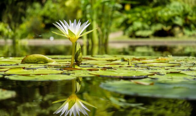 water lily, lily pads, pond, reflection, beautiful flowers, flower wallpaper, water reflection, mirroring, blossom, bloom, white flower, flora, flower, pond plant, aquatic plant, water, flower background, nature