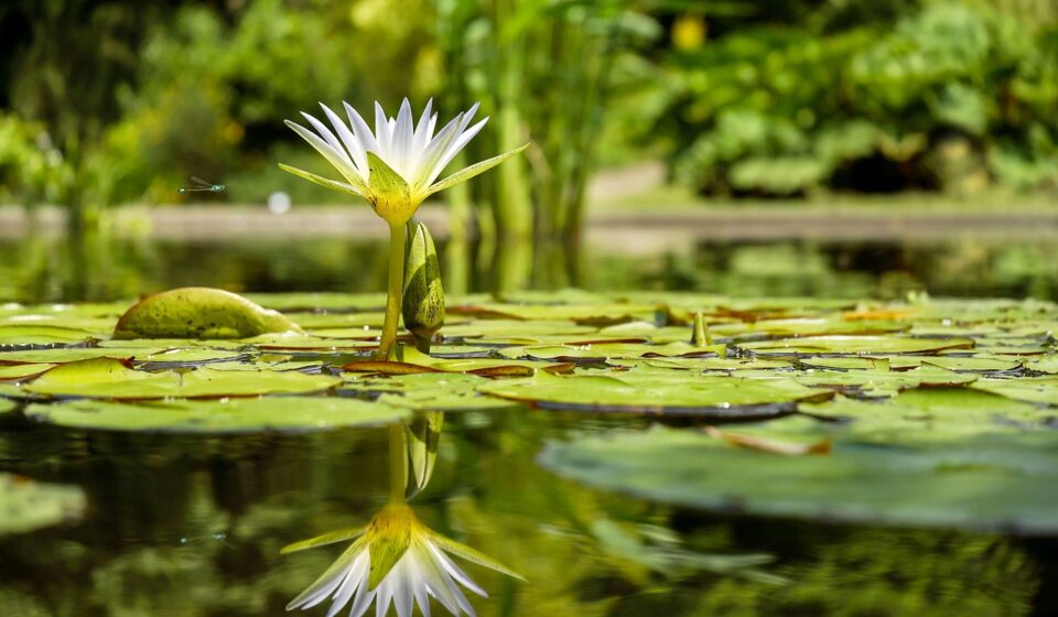 water lily, lily pads, pond, reflection, beautiful flowers, flower wallpaper, water reflection, mirroring, blossom, bloom, white flower, flora, flower, pond plant, aquatic plant, water, flower background, nature