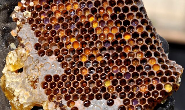 honeycomb, pollen warehousing, honey, beekeeping, nature, honeycomb, honeycomb, honeycomb, honeycomb, honeycomb, honey, honey