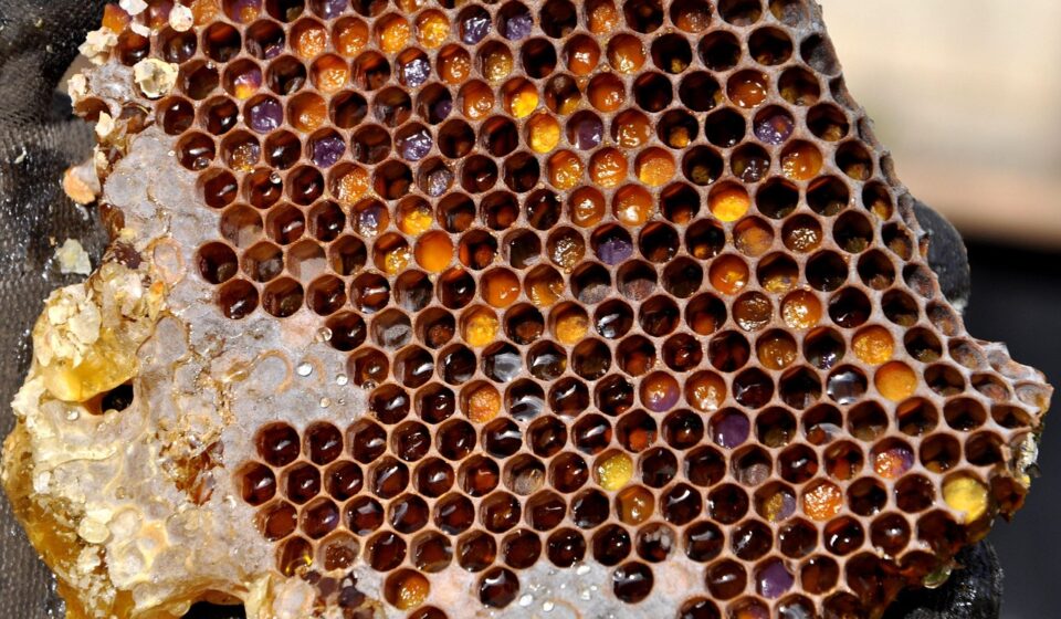 honeycomb, pollen warehousing, honey, beekeeping, nature, honeycomb, honeycomb, honeycomb, honeycomb, honeycomb, honey, honey