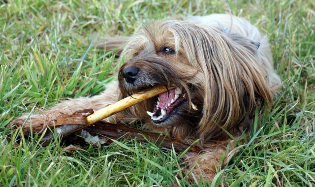 dog, floor, dog with stock, chewing, playing, pet, tooth, maintenance, dental care, animal, toothbrush