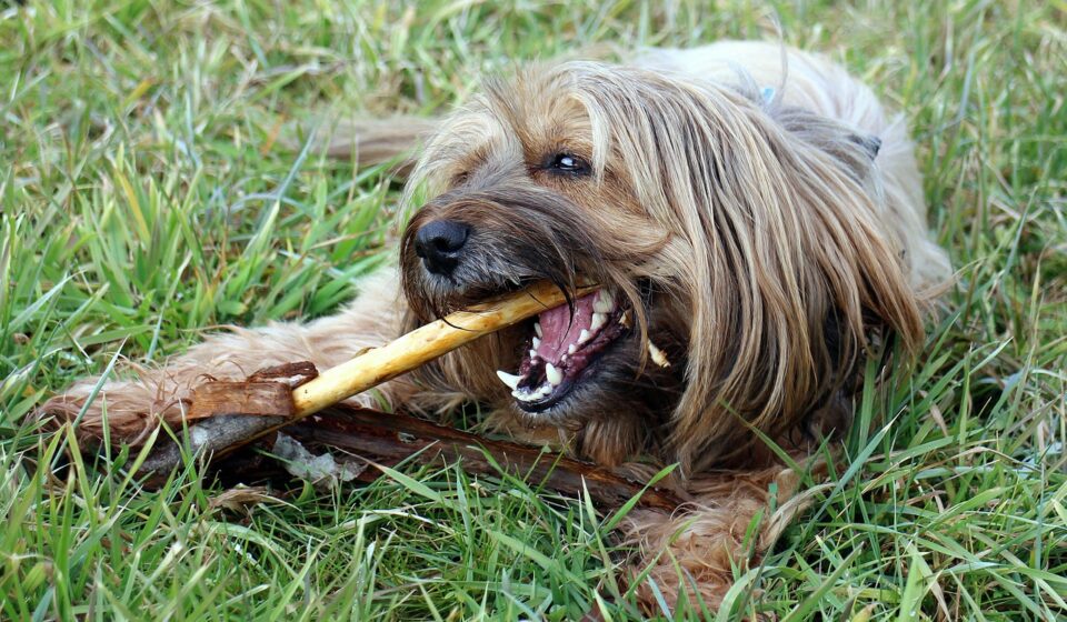 dog, floor, dog with stock, chewing, playing, pet, tooth, maintenance, dental care, animal, toothbrush