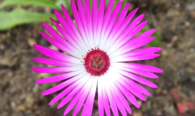 western debt and the handling, flower flower, send cute, between the metro bonds and the handling, ice plant, pink flower, yard, sejong, korea