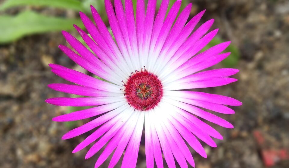western debt and the handling, flower flower, send cute, between the metro bonds and the handling, ice plant, pink flower, yard, sejong, korea