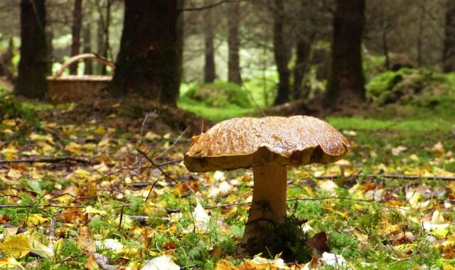 forest, fall, mushroom, trees, basket, nature, mood, idyllic, morning mood, forest path, eco system, beauty, environmental protection, natural reserve, silence, quiet, path, mushrooms, collect, air, fresh, healthy