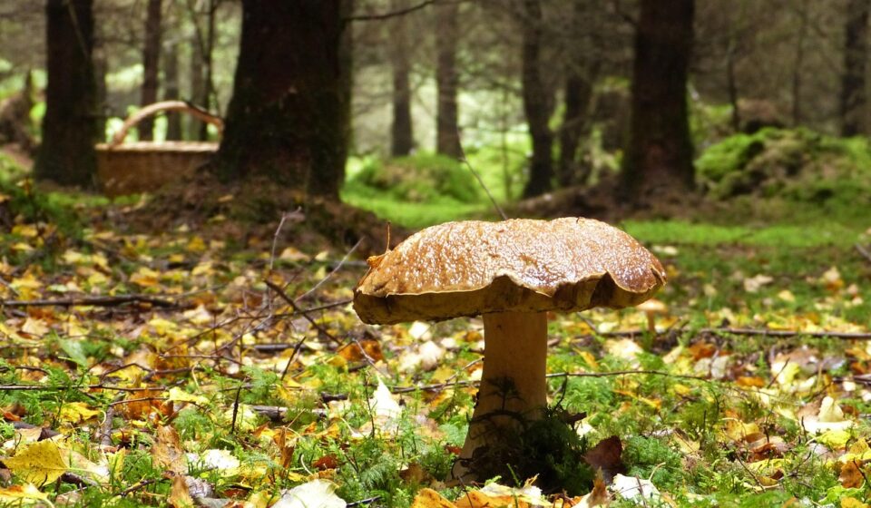 forest, fall, mushroom, trees, basket, nature, mood, idyllic, morning mood, forest path, eco system, beauty, environmental protection, natural reserve, silence, quiet, path, mushrooms, collect, air, fresh, healthy