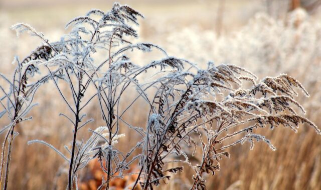 frost, grass, winter, cold, january, nature, frosty, winter landscape, january, january, january, january, january