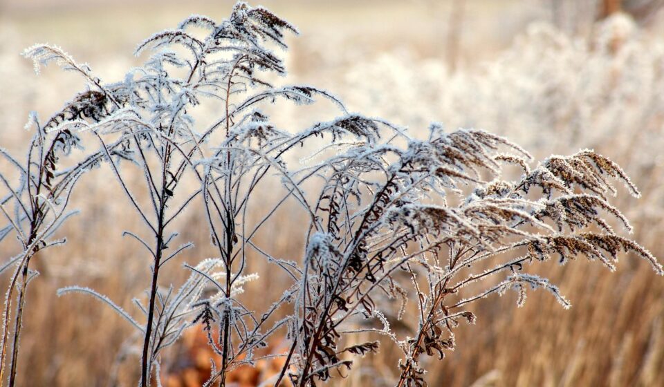 frost, grass, winter, cold, january, nature, frosty, winter landscape, january, january, january, january, january