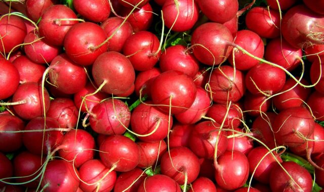 monthly radish, red radish, vegetables, monthly radish, monthly radish, monthly radish, monthly radish, monthly radish