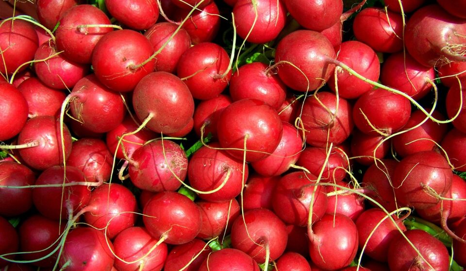 monthly radish, red radish, vegetables, monthly radish, monthly radish, monthly radish, monthly radish, monthly radish