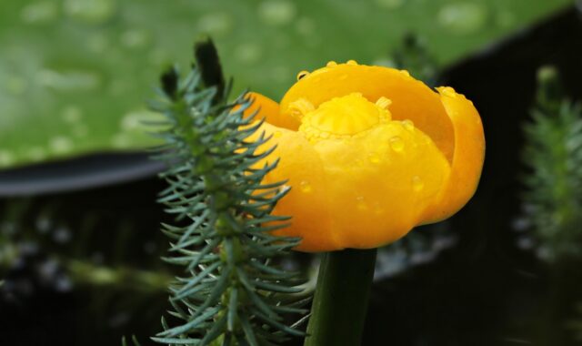 pond flower, teichmummel, mummel, small, flower background, mini, blossom, bloom, nature, garden pond, yellow water lily, lake rosengewächs, yellow flower, pond plant, aquatic plant, bloom, pond, water flower, beautiful flowers, yellow pond rose, flower wallpaper, water, flower, yellow, small pond rose, pond kandel, plant, close up