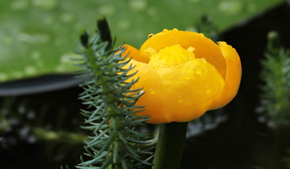 pond flower, teichmummel, mummel, small, flower background, mini, blossom, bloom, nature, garden pond, yellow water lily, lake rosengewächs, yellow flower, pond plant, aquatic plant, bloom, pond, water flower, beautiful flowers, yellow pond rose, flower wallpaper, water, flower, yellow, small pond rose, pond kandel, plant, close up