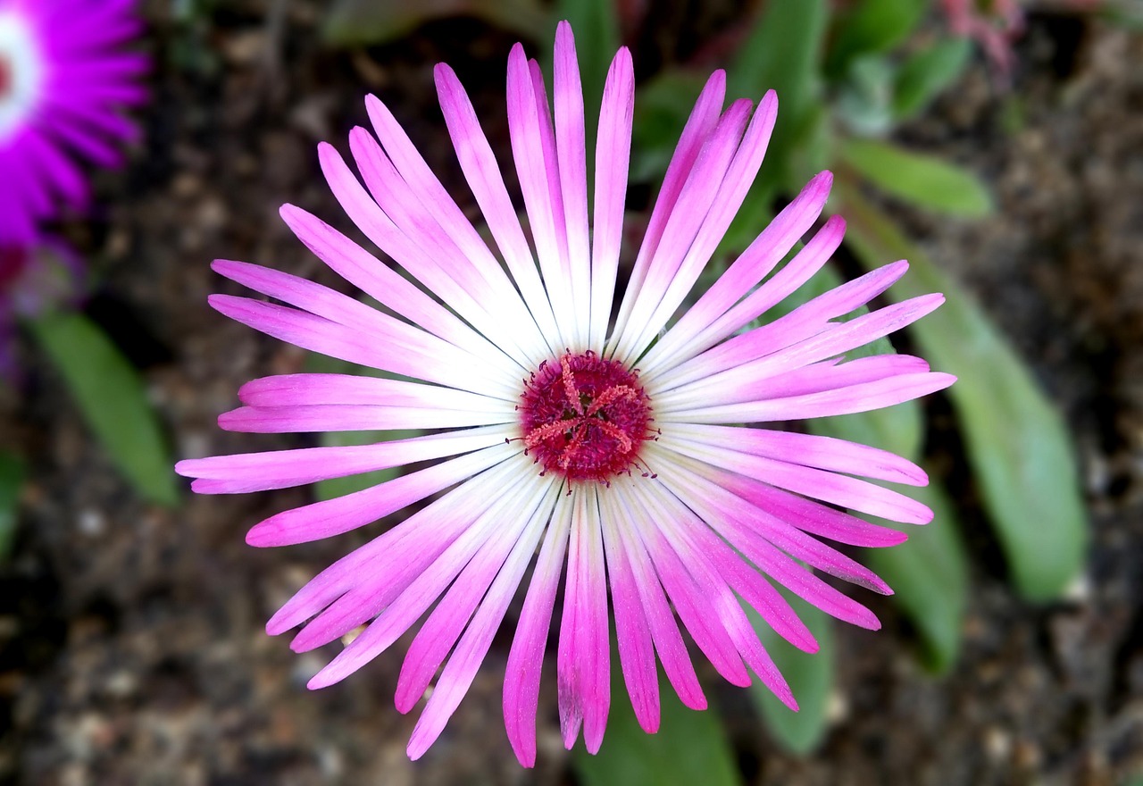 western debt and the handling, flower flower, send cute, between the metro bonds and the handling, ice plant, pink, sejong city