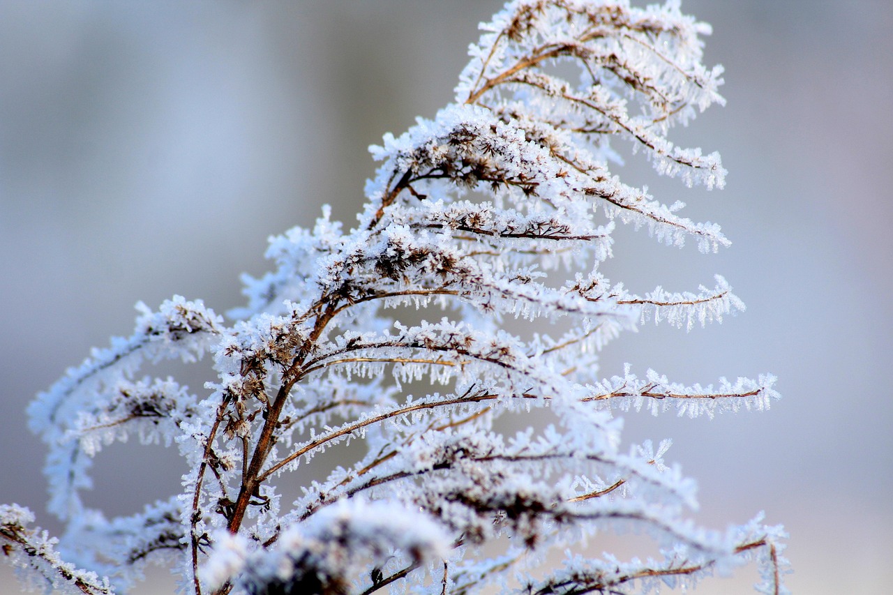 winter, nature, frost, january, frozen, cold, crystals, grass