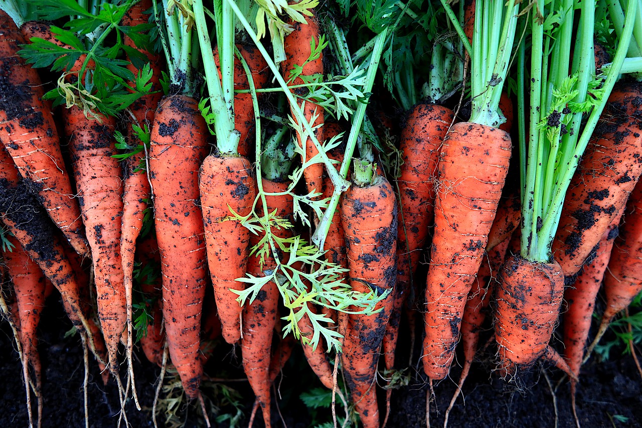 carrots, vegetables, plants, green, agriculture, nature, food, power, natural, organic, botany, gardening, costs, carrots, carrots, carrots, carrots, carrots, agriculture, food, gardening