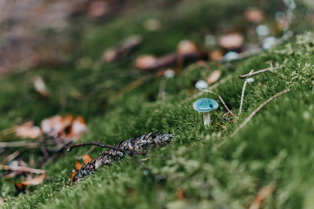 nature, mushroom, meadow, forest floor, moss, mushroom, mushroom, mushroom, mushroom, mushroom, moss