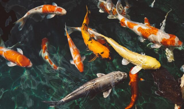 koi fish, animals, fish, nature, swimming, underwater, water, swarm