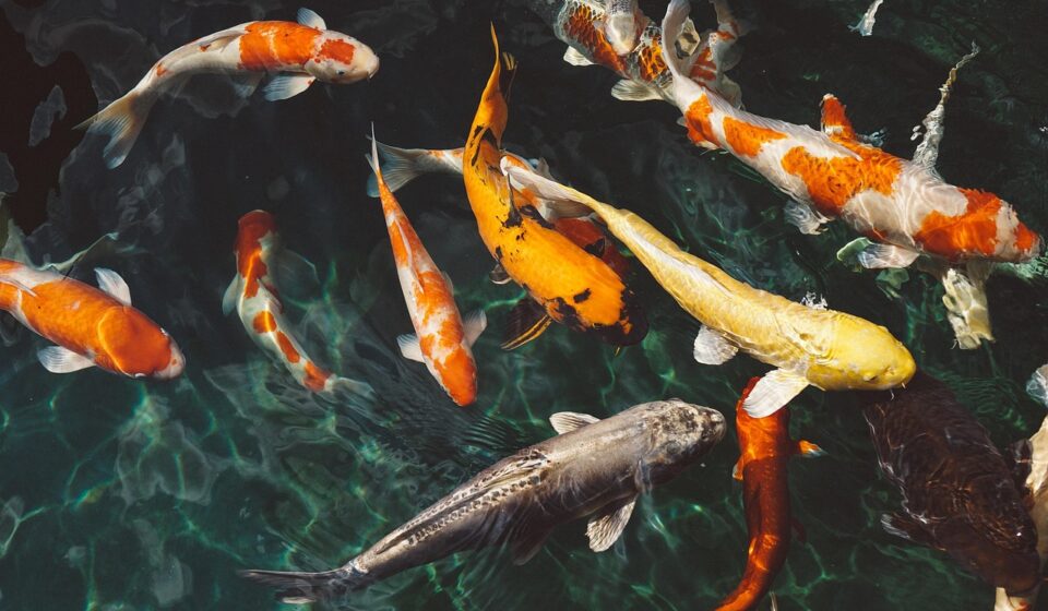 koi fish, animals, fish, nature, swimming, underwater, water, swarm