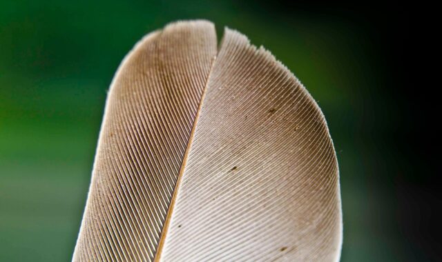 feather, feather tip, nature, bird, barbs, rachis, closeup