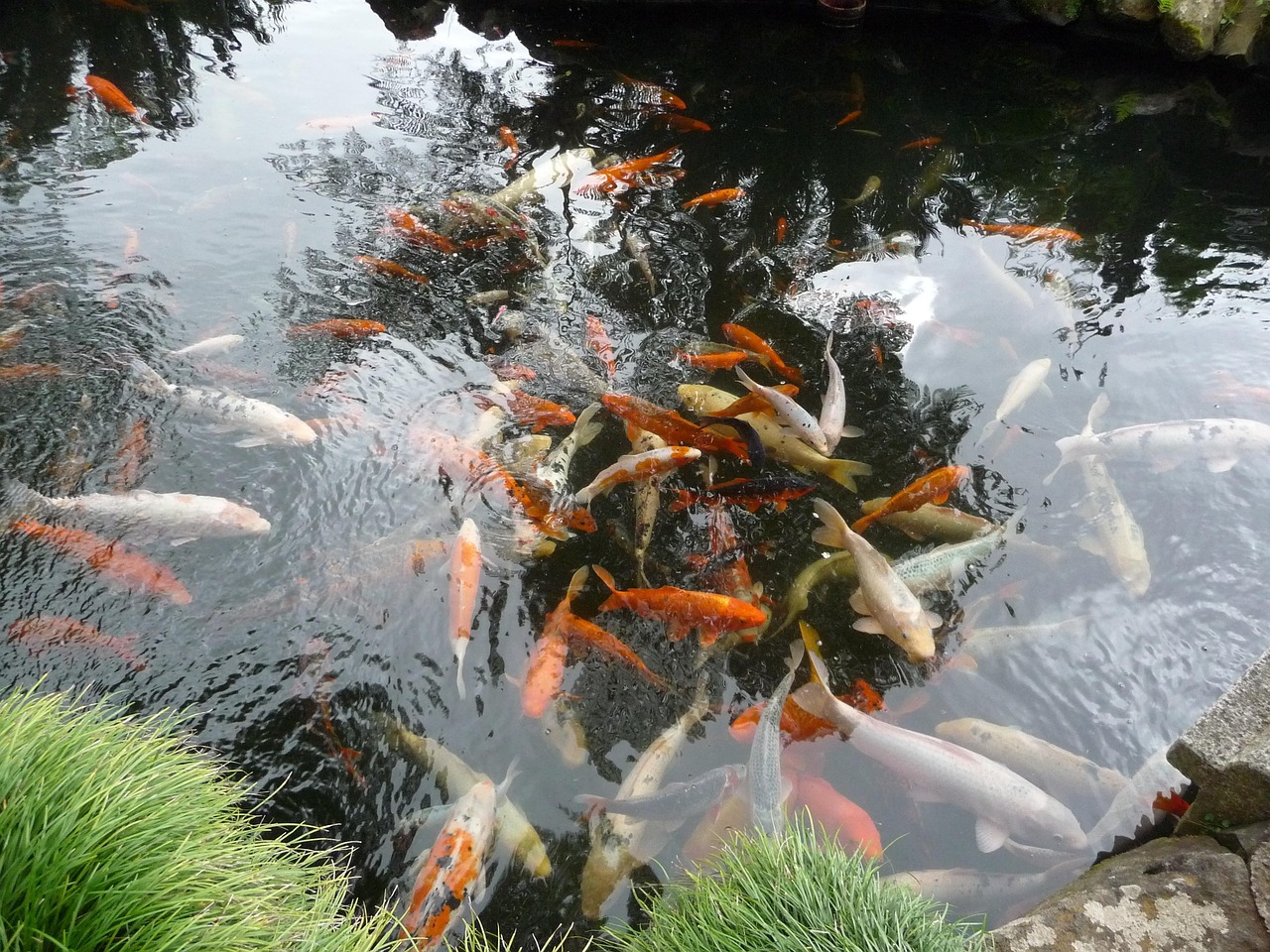 koi, koi carp, pond, garden pond, japanese, koi, koi, koi, koi, koi
