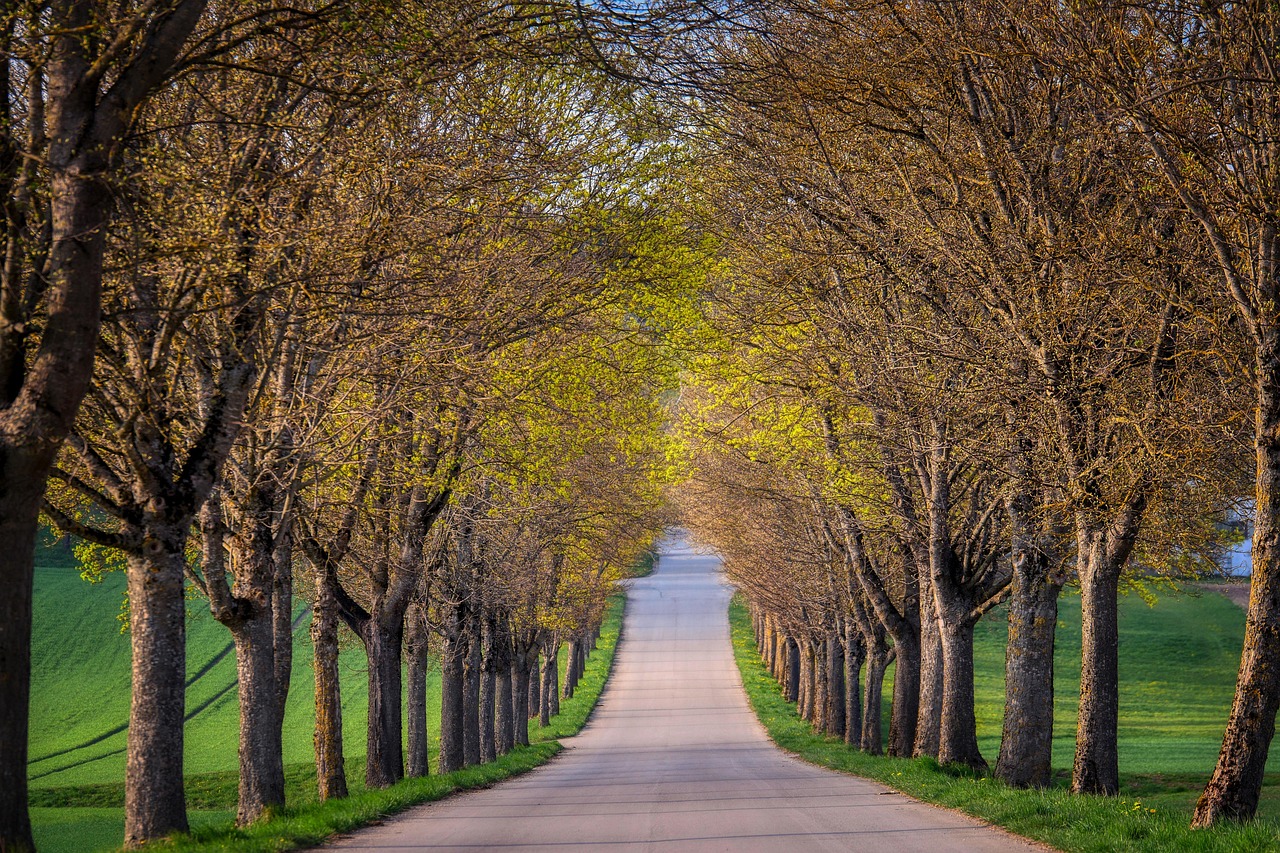 avenue, road, path, trees, meadow, driveway, nature, landscape, travel, exploration, driveway, driveway, driveway, driveway, driveway