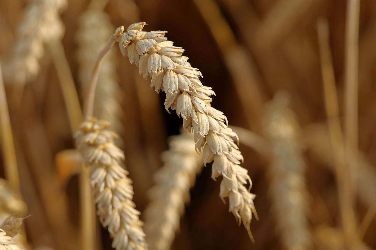 wheat, grain, food, grain field, ear, wheat field, basic food, close up, ripe