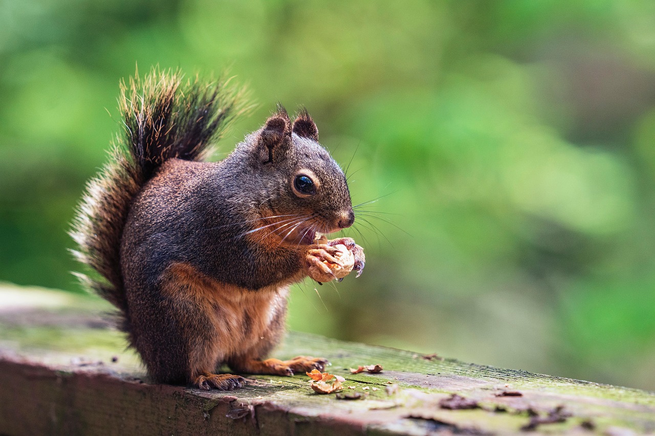 squirrel, nuts, peanut, eating, backyard, deck, nature, balcony, tree