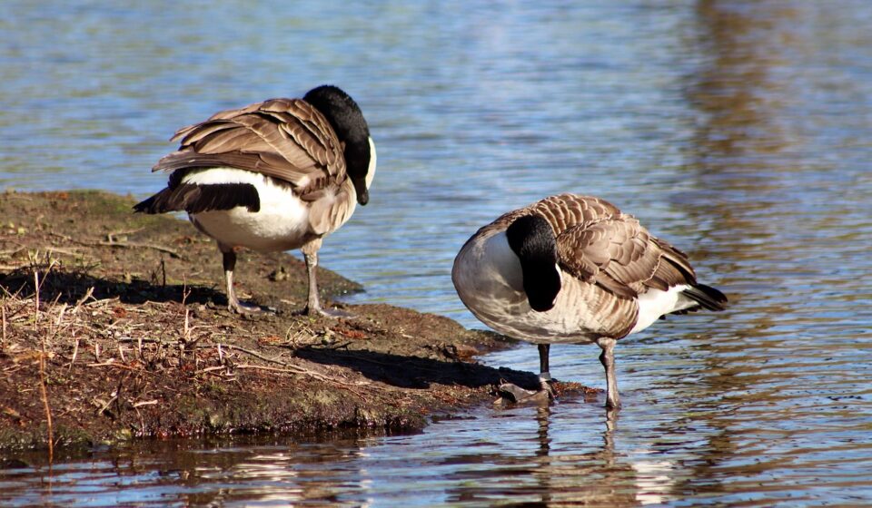 canada geese, geese, wild geese, waterfowl, birds, pond, animals, nature, lake, plumage care, canada geese, canada geese, canada geese, canada geese, canada geese, geese, nature