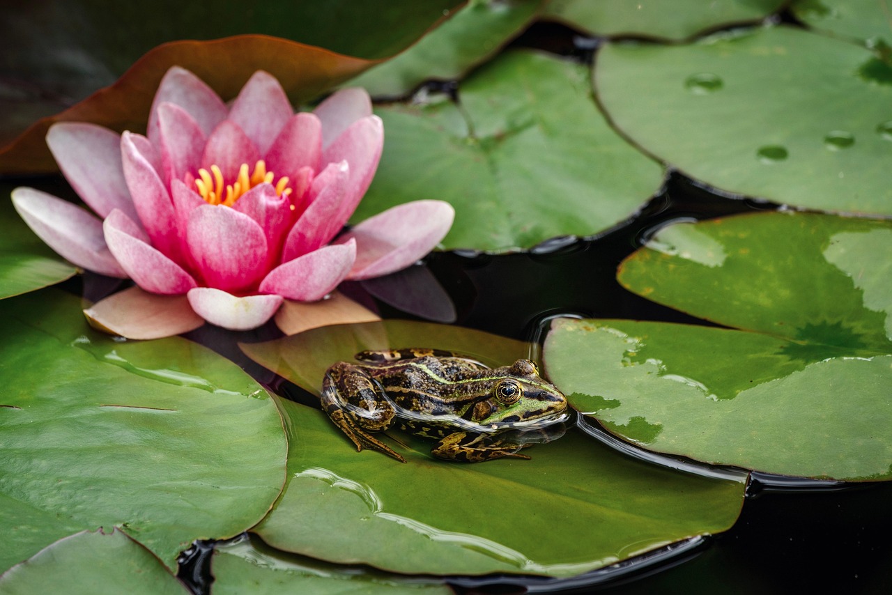 yellow water-lily, water lily, frog, nuphar lutea, lily pads, amphibian, pond, animal, nature, wildlife, wetland, marsh, water lily, frog, frog, frog, frog, frog
